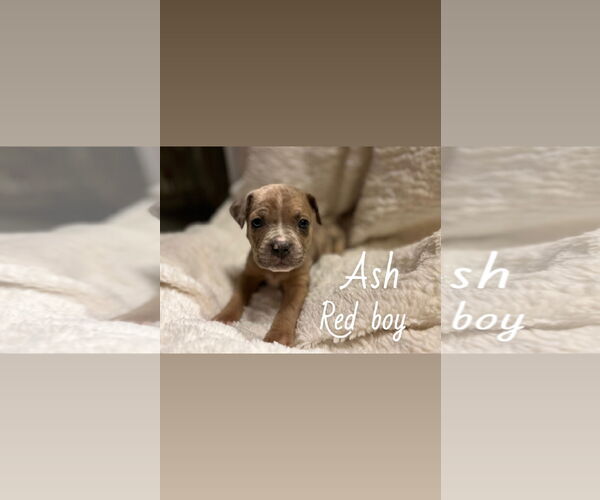 Medium Photo #3 Boxer-Unknown Mix Puppy For Sale in Holly Springs, NC, USA