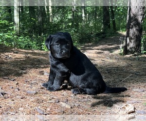 Labrador Retriever Puppy for sale in AUGUSTA, WI, USA