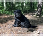 Image preview for Ad Listing. Nickname: Summer