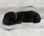 Puppy Brown Belgian Malinois