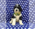Small Photo #6 Bernedoodle (Miniature) Puppy For Sale in OXFORD, PA, USA