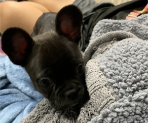 Faux Frenchbo Bulldog Puppy for sale in FOX LAKE, IL, USA