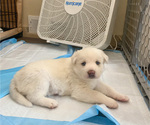 Puppy 4 Labrador Retriever-Siberian Husky Mix