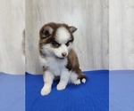 Small #5 Pomsky