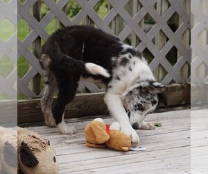 Border Collie Puppy for sale in DOUGLASS, KS, USA