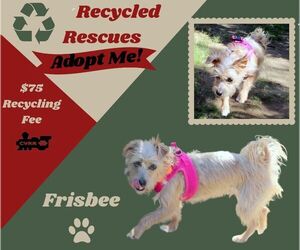 Mutt Dogs for adoption in Lindsay, CA, USA