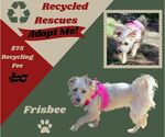 Frisbee (Recycle) - Female Mutt Dog for Adoption - Small photo