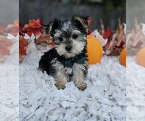 Morkie Puppy for sale in INDIANAPOLIS, IN, USA