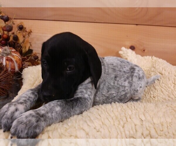 Medium Photo #8 German Shorthaired Pointer Puppy For Sale in GAFFNEY, SC, USA