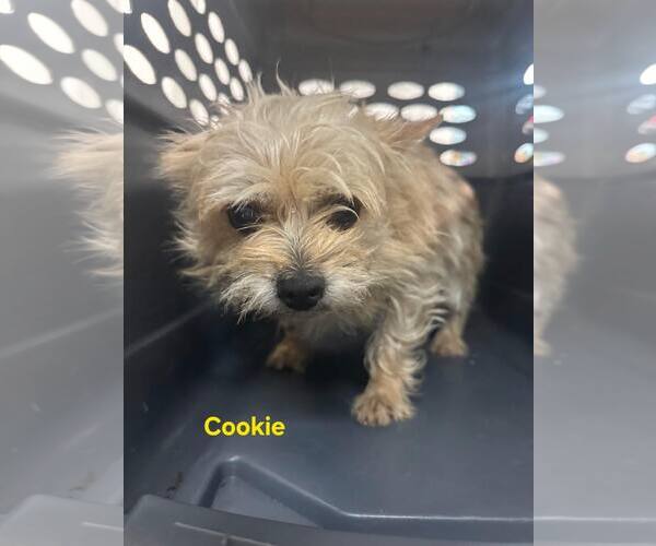 Medium Photo #2 Mutt Puppy For Sale in Westwood, NJ, USA