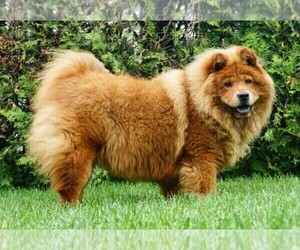 Mother of the Chow Chow puppies born on 03/11/2020