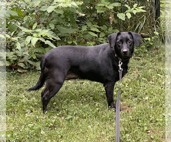 Medium Photo #2 Beagle-Unknown Mix Puppy For Sale in Hedgesville, WV, USA