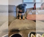 Small Photo #3 Yorkshire Terrier Puppy For Sale in NORTHGLENN, CO, USA