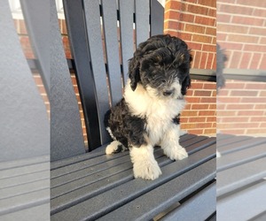 Bordoodle Puppy for sale in NEW HAVEN, IN, USA