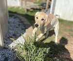 Puppy Gray English Cream Golden Retriever-Golden Labrador Mix