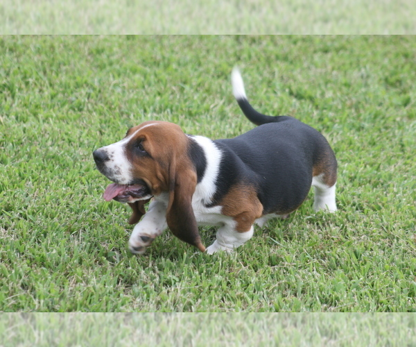Medium Photo #29 Basset Hound Puppy For Sale in MEMPHIS, MO, USA