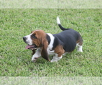 Small #5 Basset Hound
