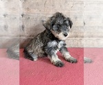 Litter of 8 - Male(s) and Female(s) Schnauzer (Miniature)Litter of Puppies for Sale - Photo #11