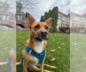 Poppy - Female Mutt Dog for Adoption - Photo #2