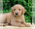 Small #4 Golden Retriever