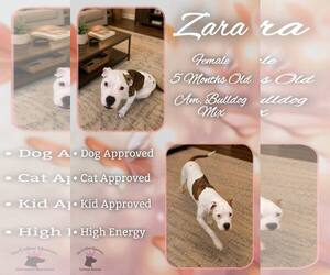 American Bulldog-Unknown Mix Dogs for adoption in Jacksonville, NC, USA