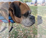 Small #2 Boxer
