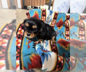 Medium Cavalier King Charles Spaniel
