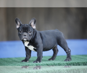 French Bulldog Puppy for sale in LE GRAND, CA, USA