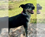 Small #2 Labrador Retriever Mix