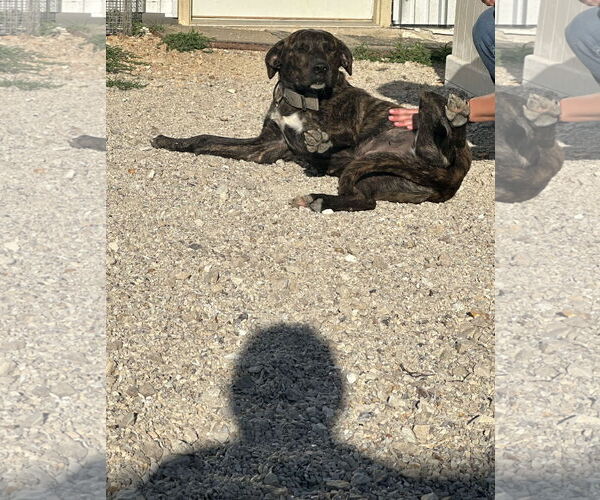 Medium Photo #4 Catahoula Leopard Dog-Unknown Mix Puppy For Sale in Stover, MO, USA
