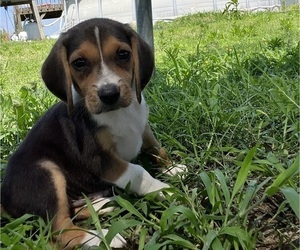 Beagle Puppy for sale in MALLET TOWN, AR, USA