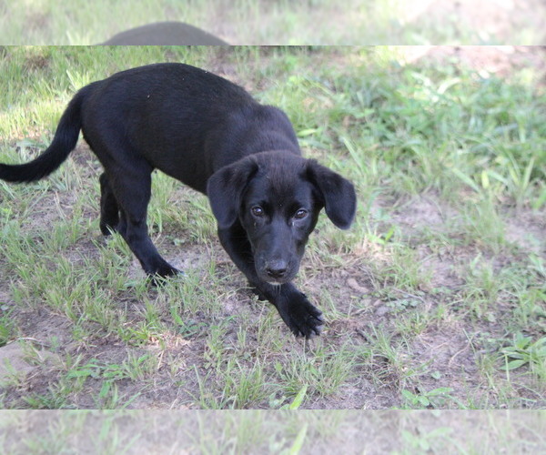 Medium Photo #8 Labrador Retriever-Mutt Mix Puppy For Sale in LOVELADY, TX, USA