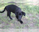 Small #7 Labrador Retriever-Mutt Mix