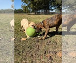 Small Photo #9 American Pit Bull Terrier-Unknown Mix Puppy For Sale in Oakhurst, NJ, USA