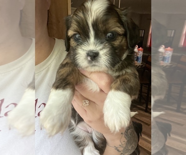 Medium Photo #8 Bea-Tzu Puppy For Sale in PARMA, MI, USA