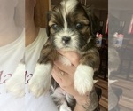 Small Photo #8 Bea-Tzu Puppy For Sale in PARMA, MI, USA
