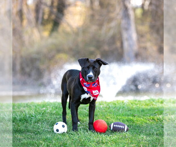 Medium Photo #4 Labrador Retriever-Unknown Mix Puppy For Sale in Unionville, PA, USA