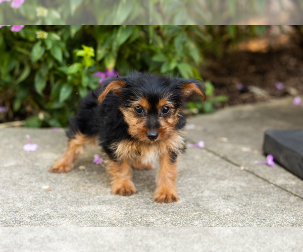 Medium Photo #4 Yorkshire Terrier Puppy For Sale in NAPPANEE, IN, USA