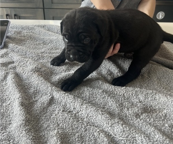 Medium Photo #17 Cane Corso Puppy For Sale in HORACE, ND, USA