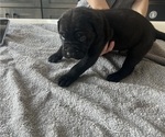 Small #16 Cane Corso