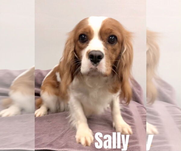 Medium Photo #1 Cavalier King Charles Spaniel Puppy For Sale in Lincolnwood, IL, USA