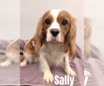 Small Cavalier King Charles Spaniel