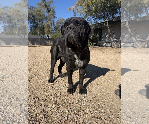 Medium Photo #2 Mutt Puppy For Sale in Goodyear, AZ, USA