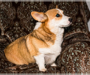 Mother of the Pembroke Welsh Corgi puppies born on 11/24/2023