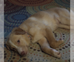Small #2 Golden Labrador