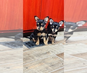 Chihuahua Puppy for sale in MILWAUKEE, WI, USA