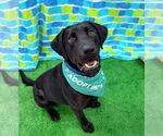 Small #1 Labrador Retriever