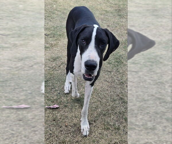 Medium Photo #1 Great Dane Puppy For Sale in PIPE CREEK, TX, USA
