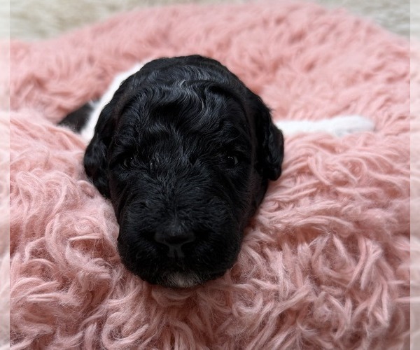 Medium Photo #20 Goldendoodle Puppy For Sale in PIERSON, FL, USA