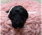 Small Photo #20 Goldendoodle Puppy For Sale in PIERSON, FL, USA